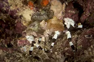Great Barrier Reef Photography Drucke: Decorator Crab
