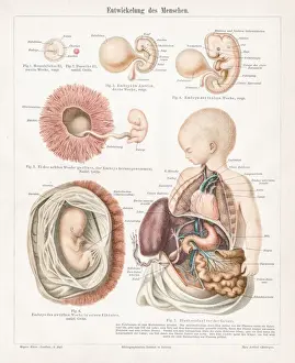 Colorful Chromolithograph Prints Drucke: Development of human chromolithograph 1895