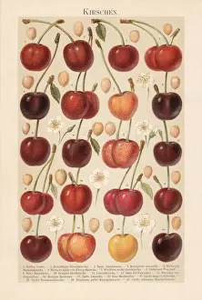 Chromolithograph Art Drucke: Different types of cherries, chromolithograph, published in 1897