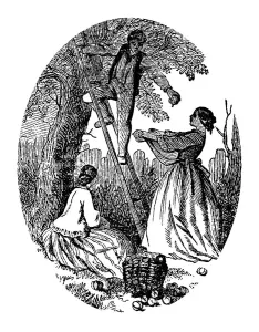 Antique Engraved Illustration Drucke: Apple picking