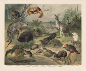 Botanisch Drucke: Australische Wildtiere, Lithografie, veröffentlicht im Jahr 1897