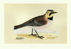 Drucke von Antikes Farbholz von einer Küstenlärchen,(oder Hörnchen),Eremophila alpestris,Eine Vogelspezies aus der Gattung Eremophila.Morriss Britische Vögel, 1853 Realistische Zeichnungen Drucke: Vögel - Küstenlärchen - Eremophila alpestris