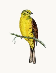 Gelber Hämmer Vogel