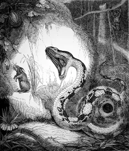 Tropical Rainforest Scene Drucke: Boa Constrictor