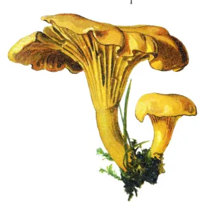 Antique Plant Illustrations Online Drucke: Chanterelle