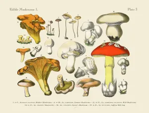 Essbare Pilze, Viktorianische Blumenillustration