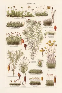 Drucke von Mögen: 1.) Lebermoos (Marchantia polymorpha); 2.) Blasia pusilla und Kapselfrucht (a); 3.) Phaeoceros laevis oder Anthoceros leavis und Kapselfrucht (a); 4.) Andreaea rupestris Säugetiere Drucke: Moosse, Lithografie, veröffentlicht im Jahr 1897
