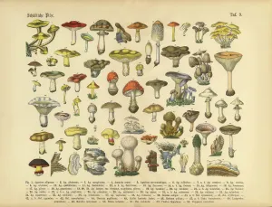 Botanisch Drucke: Gifte Pilze, Viktorianische Blumenillustration