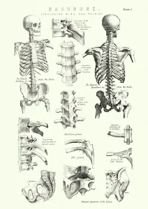 Drucke von Antikes Schneidebild des menschlichen Rückenmarks einschließlich Rippen und Hüften aus dem 19. Jahrhundert Vintage-Poster: Menschliche Anatomie - Wirbelkörper einschließlich Rippen und Becken