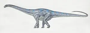 Lizard Hipped Dinosaurs Drucke: Diplodocus, side view