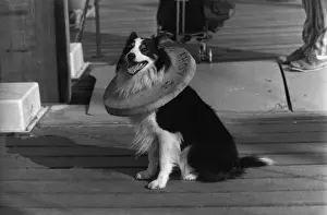 Humorous Pet Photos Drucke: Dog In Collar