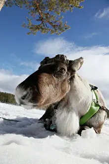 Drucke von Zivilisierte Rindern (Rangifer tarandus), Salla, Lappland, Finnland Finnland Drucke: Zuhausgezogene Rindern (Rangifer tarandus), Salla, Lappland, Finnland