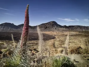 El Teide National Park Drucke: Dormant volcano