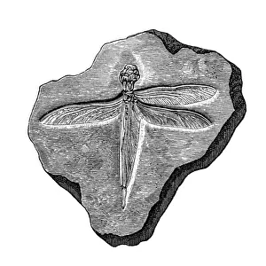 Victorian Style Illustration Drucke: Dragonfly