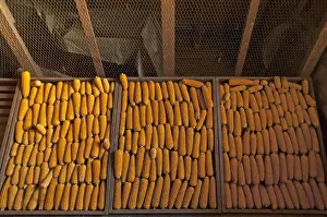 Corn Cob Photography Drucke: Drying corn cobs -Zea mays subsp. mays-, Bavaria, Germany