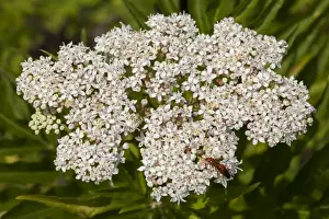 Blooming Plants Outdoors Drucke: Dwarf Elder -Sambucus ebulus-