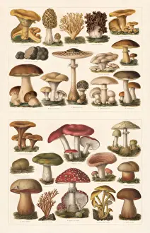 Essbare und giftige Pilze, Chromolithographie, 1897 veröffentlicht.