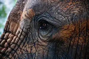 Elephants In Africa Drucke: Elephant Eye