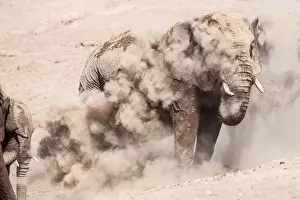 Namibian Desert Landscapes Drucke: Elephants in dust