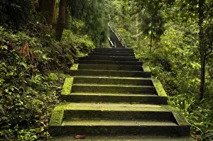 Springtime Mountain Landscape Drucke: Emei Shan Trail