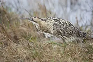 Botaurus Stellaris Drucke: Eurasian Bittern or Great Bittern -Botaurus stellaris-, Burgenland, Austria