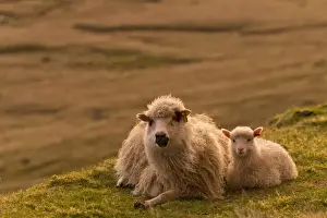 Domestic Sheep Photography Drucke: Ewe with lamb, lying down, evening mood, Faroe Islands, Denmark