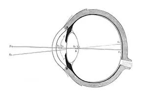 Auge, schematische Darstellung