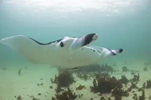 Western Australia Travel Destinations Drucke: Full face manta