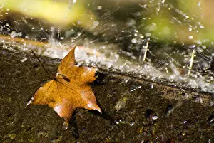 Rainy Day Photography Drucke: Fallen maple leaf on a rainy day