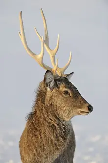 Austria Winter Landscapes Drucke: Fallow Deer -Dama dama-, captive, Upper Austria, Austria Europe