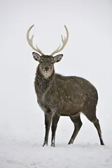Drucke von Rindern (Hirsch Fallow) Dama dama -, gefangen, Oberösterreich Österreich Europa Verwandte Bilder Drucke: Rindfleisch Dama dama -, gefangen, Oberösterreich Österreich Europa