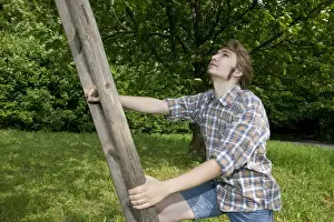 Agrarian Lifestyle Drucke: Farmer climbing a ladder leaning on a fruit tree