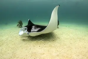 Ningaloo Marine Park Images Drucke: Bottom feeding manta