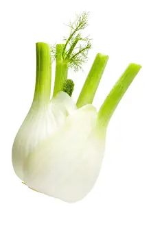 Studio Shot Of Fennel Drucke: Fennel