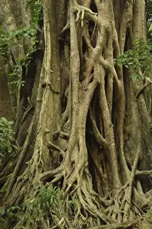 UNESCO World Heritage Australia Drucke: Detail of fig tree