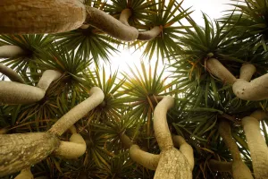 Von Der Natur Inspirierte Kunstwerke Drucke: Unterseite eines tropischen Baumes