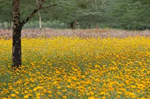 Daytime Botany Images Drucke: Flower fields