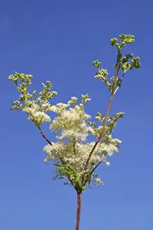 Blühende Heilwasserlocken, Wasserwort - Filippendorfer Ulme -, Wildpflanze , Feuchtgebietspflanze
