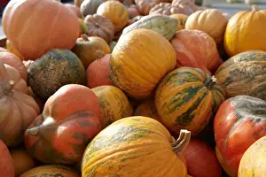 Colorful Pumpkins Drucke: Fresh whole pumpkins and squashes