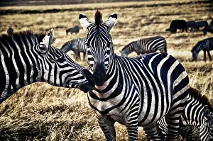 Unesco World Heritage Site Serengeti Drucke: Friends