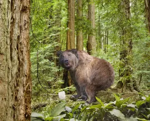 Bären Knien im dichten Wald