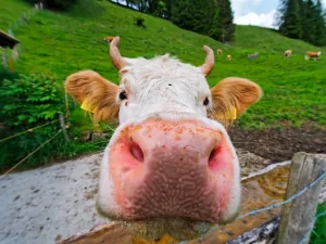 Animal Humor Images Drucke: Cow muzzle