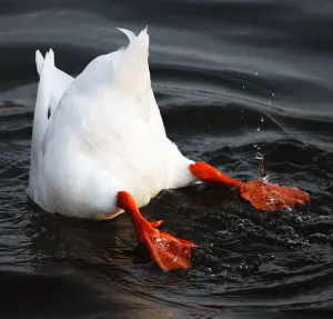 Drucke von Entgegengesetzter Gans im See Fröhliche Drucke Von Tieren, Die Dinge Tun, Die Sie Zum Lächeln Bringen Werden Drucke: Unterwasserfresser