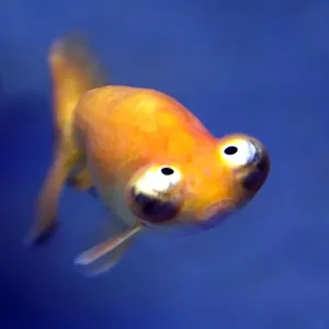 Komischer Fisch