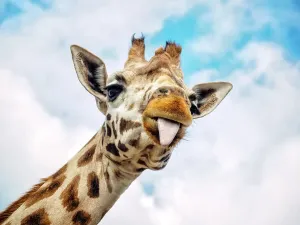 Drucke von Dieser Giraff hat nicht zu ernst genommen und stößt mit seinem Zungen heraus Niederlande Drucke: Komischer Nilgärtle