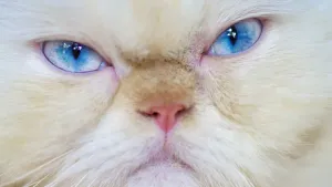 Grausamer himalayischer Katze, Näherung