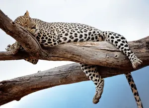 Löwe ruht im Baum gegen den blauen Himmel in Samburu, Kenia
