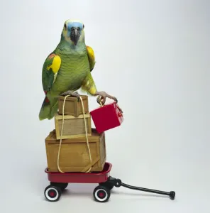 Drucke von Abenteuer Tiere Vogel Kiste Schrank Haustiere Halten Humor lustige Tiermuster 78367583 Fröhliche Drucke Von Tieren, Die Dinge Tun, Die Sie Zum Lächeln Bringen Werden Drucke: Vogel mit Kartons im Wagen