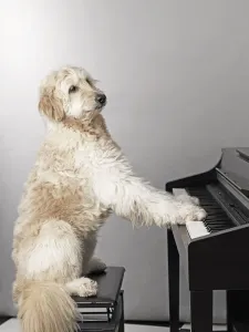 Der Pianist