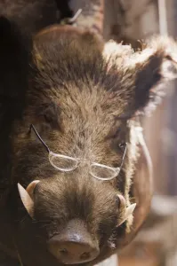 Drucke von Ein gestopfter wilde Schwein mit Brille vor einem Delikatessengeschäft in Siena Kunstwerke Des Surrealismus Drucke: Wildschwein mit Brille